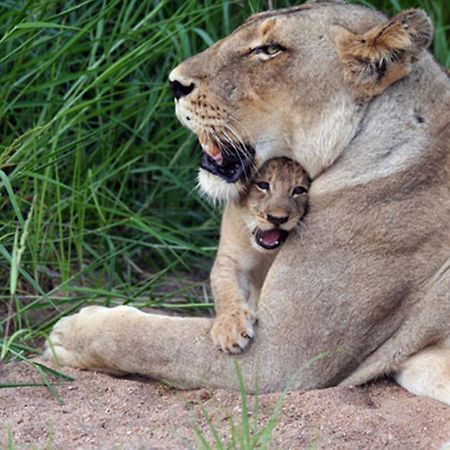 Umlani Bushcamp Villa Timbavati Doğa Koruma Alanı Dış mekan fotoğraf