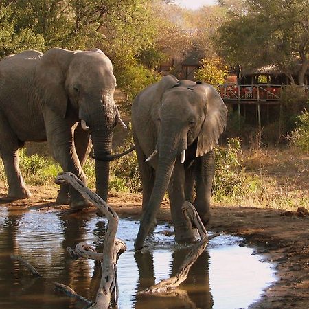 Umlani Bushcamp Villa Timbavati Doğa Koruma Alanı Dış mekan fotoğraf