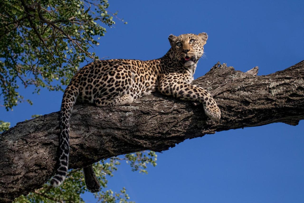 Umlani Bushcamp Villa Timbavati Doğa Koruma Alanı Dış mekan fotoğraf