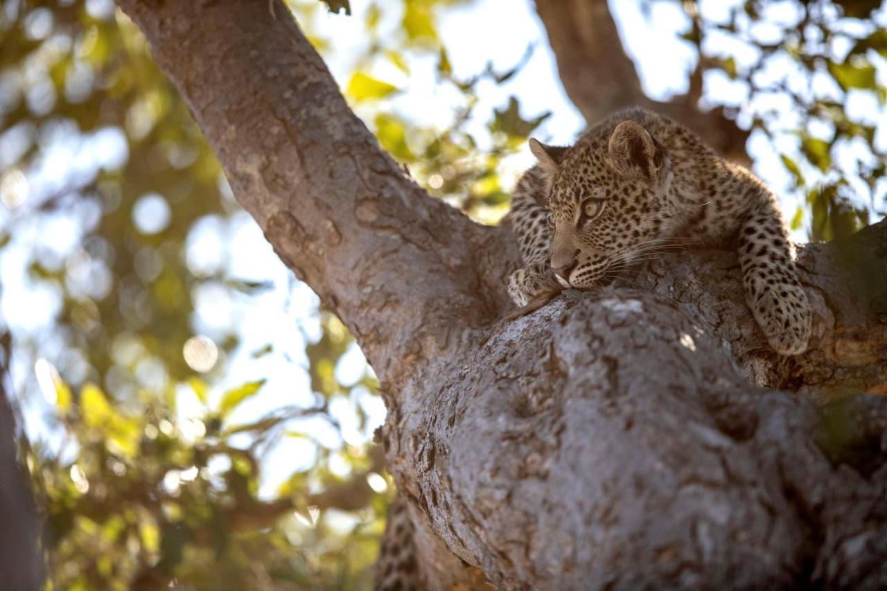 Umlani Bushcamp Villa Timbavati Doğa Koruma Alanı Dış mekan fotoğraf