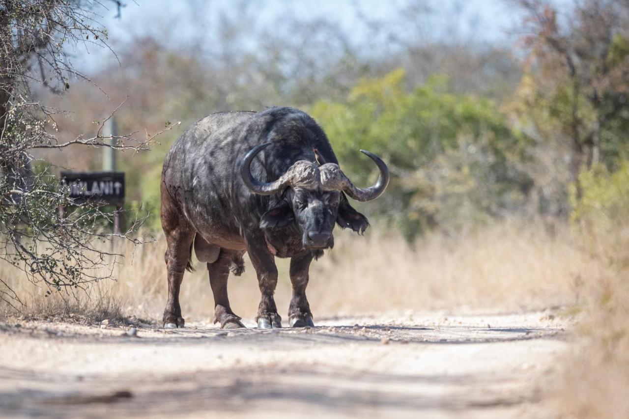 Umlani Bushcamp Villa Timbavati Doğa Koruma Alanı Dış mekan fotoğraf