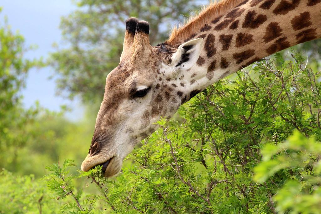 Umlani Bushcamp Villa Timbavati Doğa Koruma Alanı Dış mekan fotoğraf