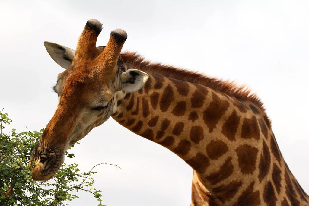 Umlani Bushcamp Villa Timbavati Doğa Koruma Alanı Dış mekan fotoğraf