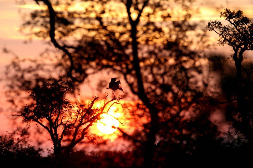 Umlani Bushcamp Villa Timbavati Doğa Koruma Alanı Dış mekan fotoğraf