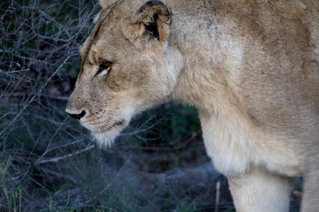 Umlani Bushcamp Villa Timbavati Doğa Koruma Alanı Dış mekan fotoğraf