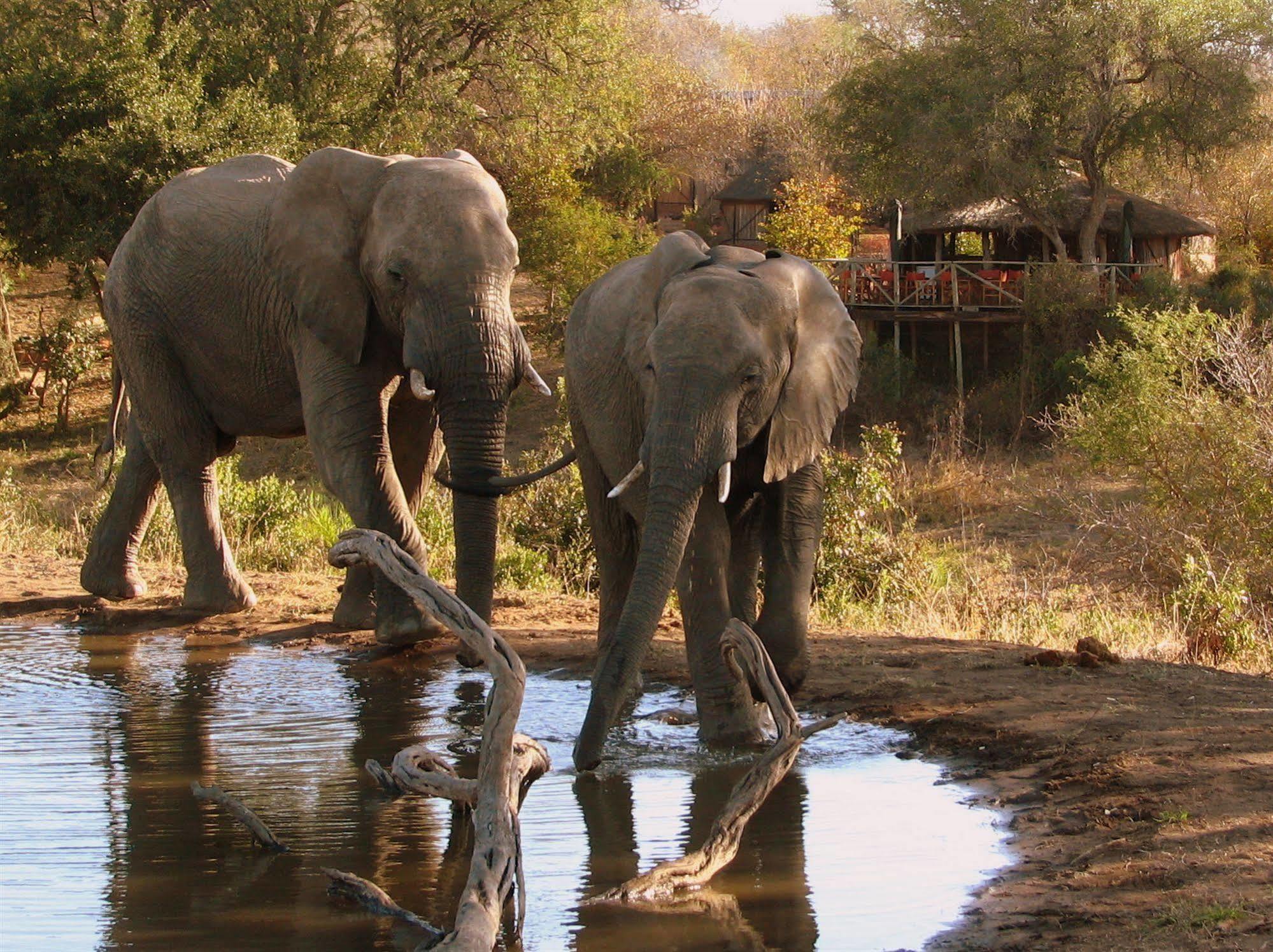 Umlani Bushcamp Villa Timbavati Doğa Koruma Alanı Dış mekan fotoğraf